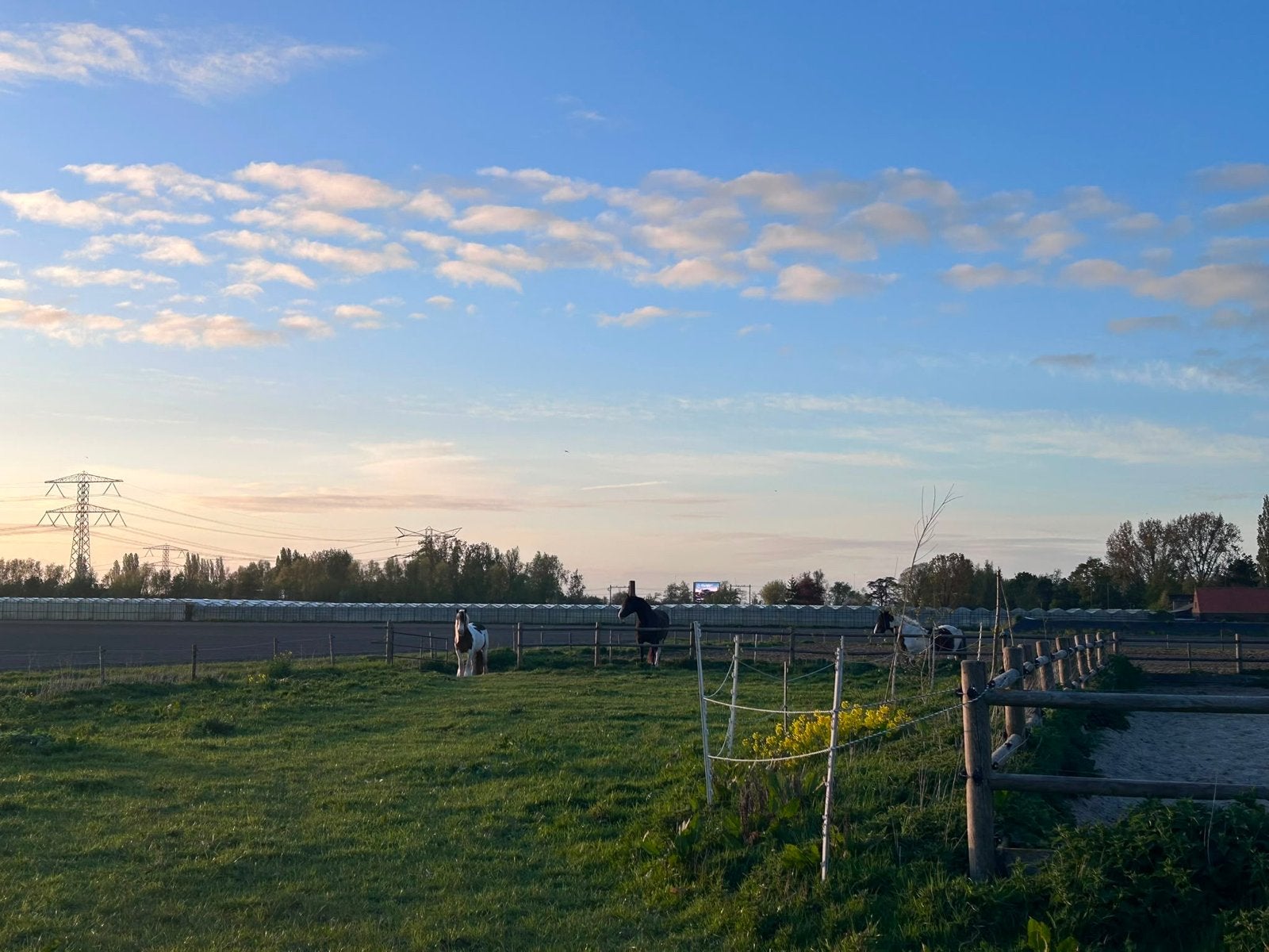 1 Plekje vrij op doe het zelf stal. Zevenhuizen zuid-Holland, Dieren en Toebehoren, Stalling en Weidegang, Weidegang, 1 paard of pony