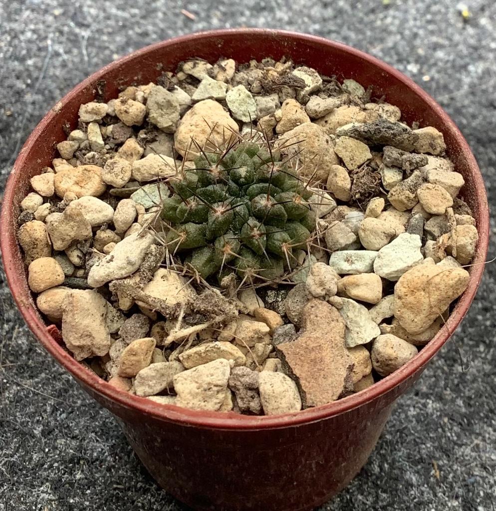 Cactus, Pyrrhocactus, Ophalen of Verzenden, Cactus, Volle zon, Minder dan 100 cm