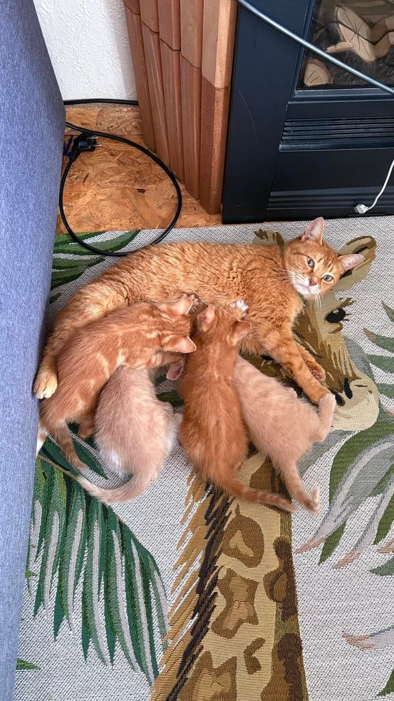5 Europese korthaar kittens, Meerdere dieren, Kortharig, 0 tot 2 jaar