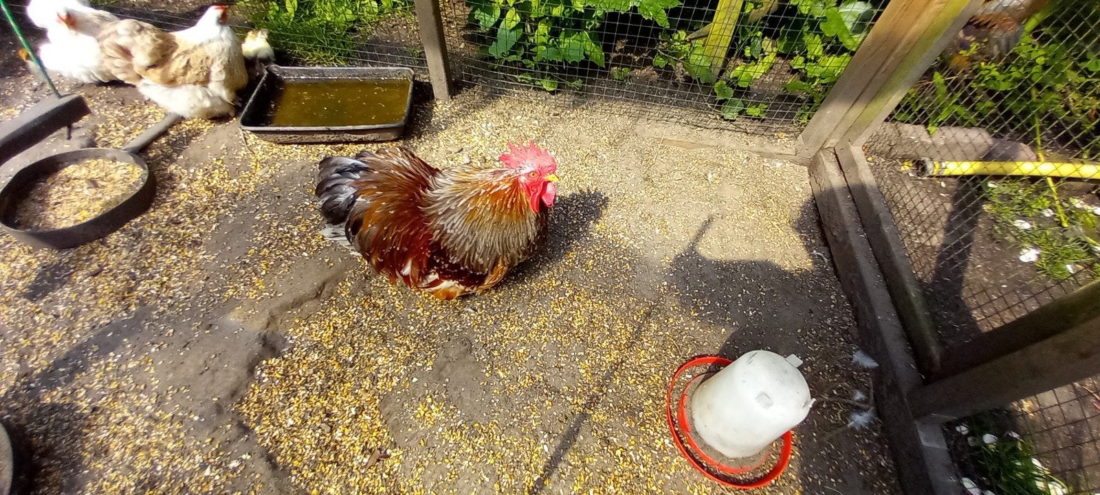 Cochin kriel, Dieren en Toebehoren, Pluimvee, Mannelijk, Kip