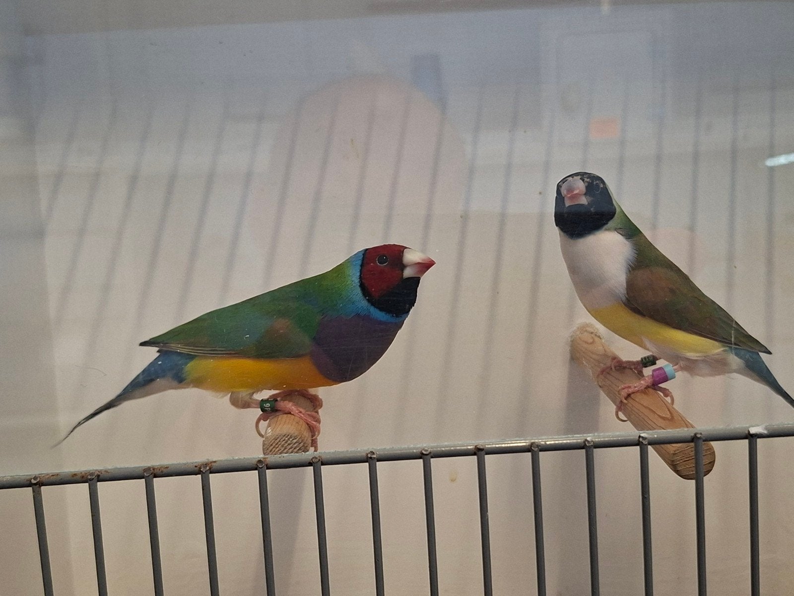 Koppel gouldamadines split blauw, Meerdere dieren, Geringd