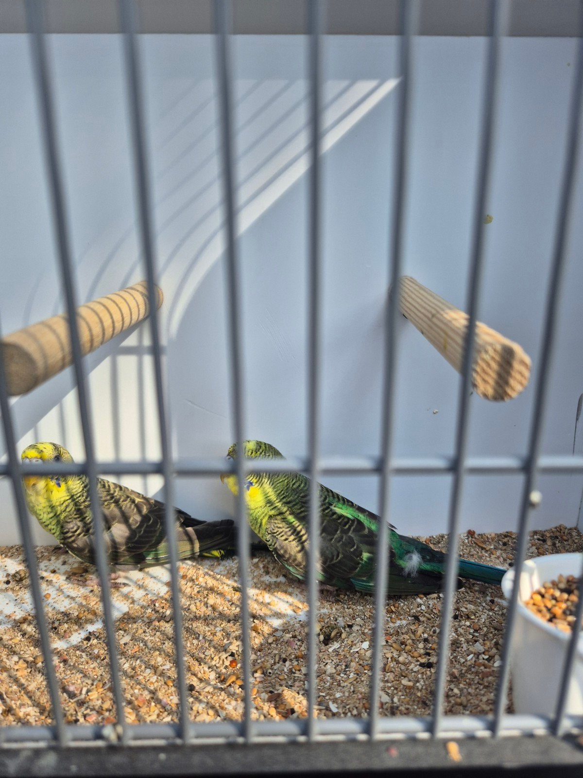 grasparkieten, Meerdere dieren, Parkiet
