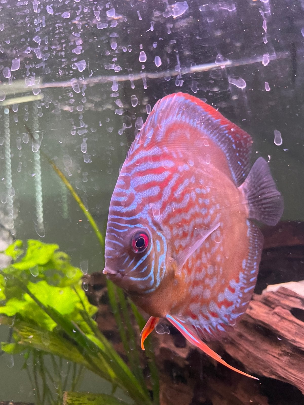 Discus vis stendker, Vis