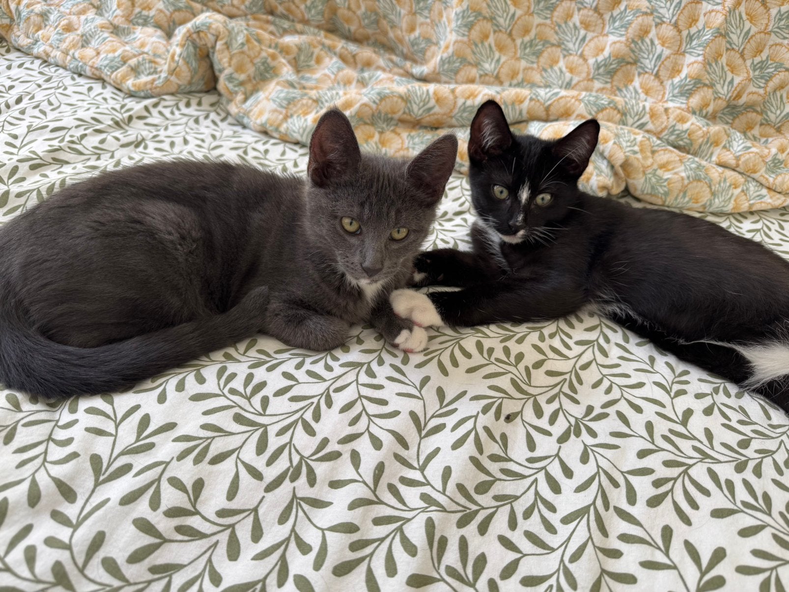 🐱💕 2 lieve kittenzusjes Perla & Suzie – ALLEEN SAMEN! 🐾, Dieren en Toebehoren, Meerdere dieren, Langharig, 0 tot 2 jaar