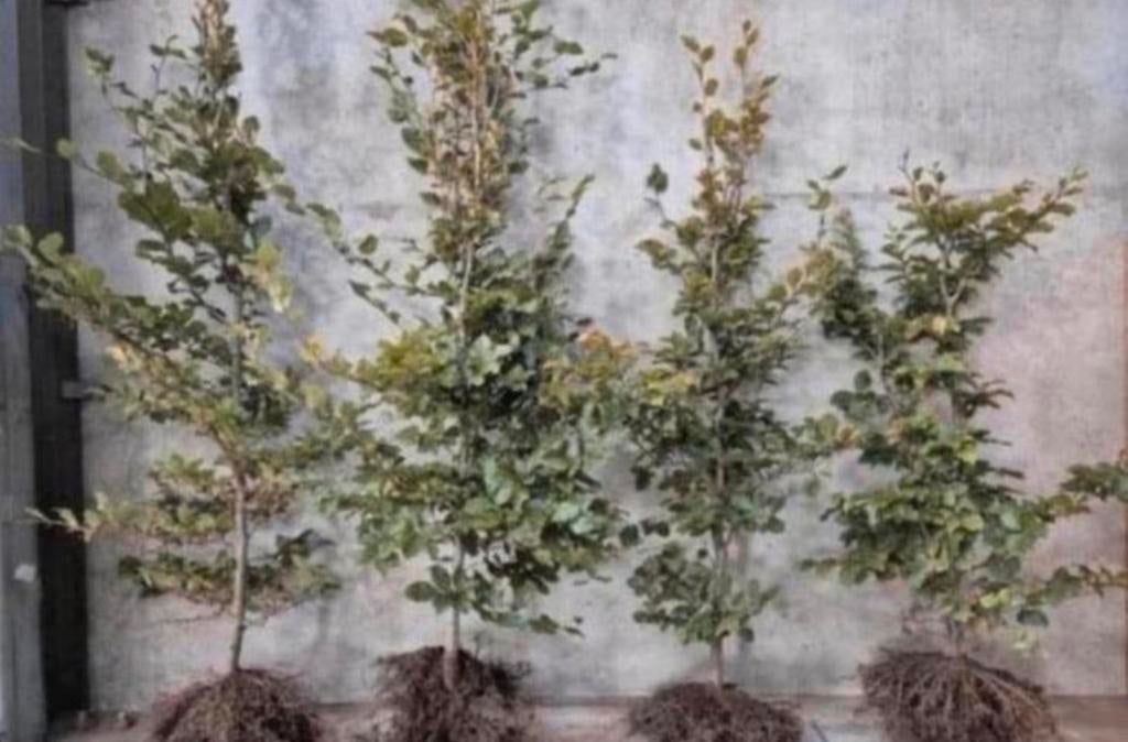 Beukenhagen & Haagbeuken, Tuin en Terras, Planten | Bomen, Ophalen of Verzenden, Bloeit niet, Halfschaduw, Overige soorten