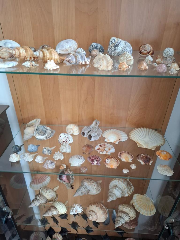 Schelpen collectie, Ophalen, Schelp(en)