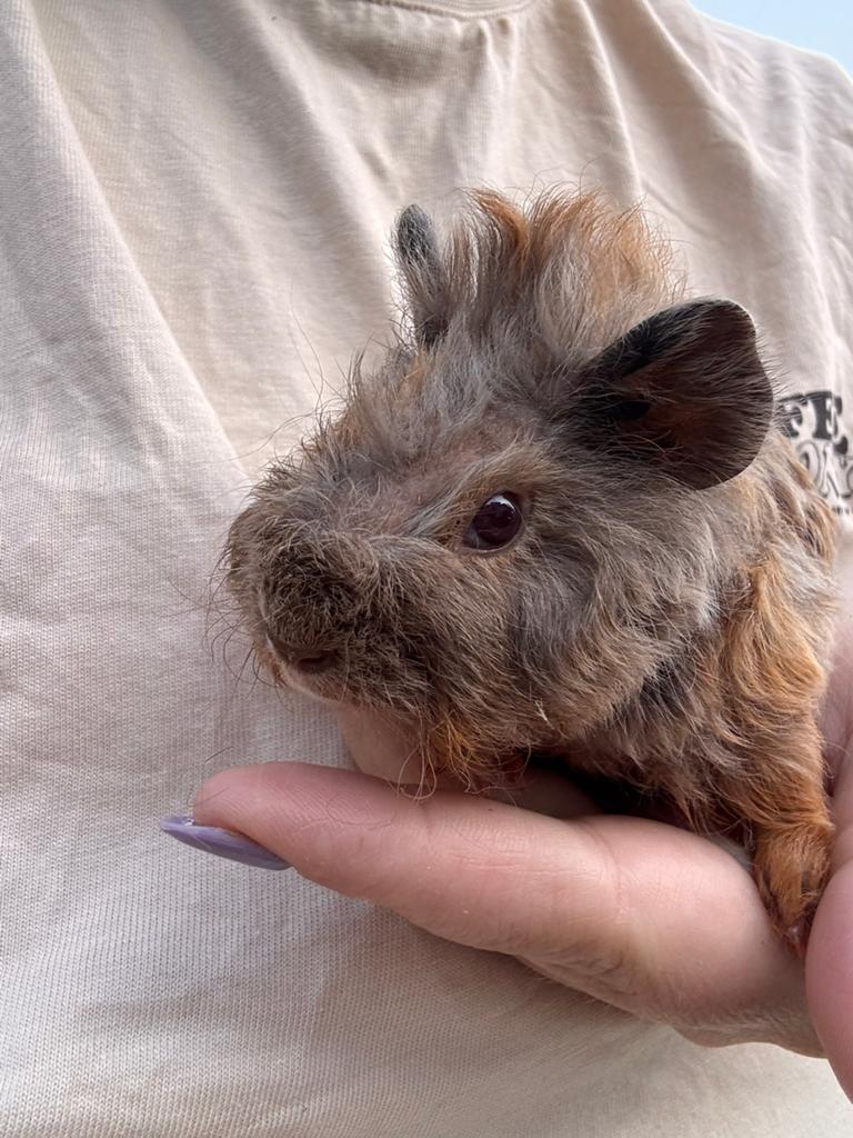Schattige baby cavia’s te koop, Dieren en Toebehoren, April, Meerdere dieren, Cavia