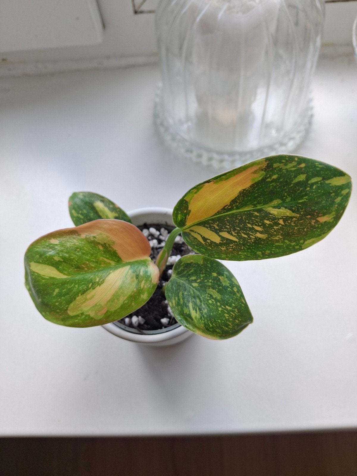 Philodendron Green Congo (nuclear)  variegata stekje, Ophalen, Overige soorten, Halfschaduw, In pot