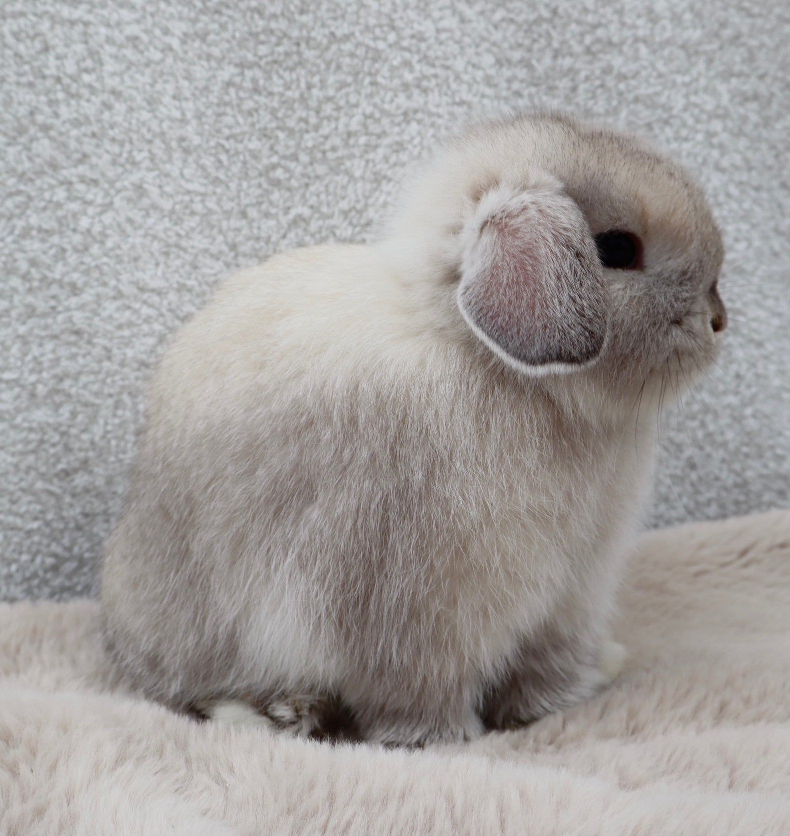 Minilop rammetje, Dieren en Toebehoren, Konijnen, Meerdere dieren, Dwerg