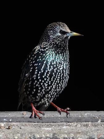 gezocht europese spreeuw pop, Dieren en Toebehoren, Vrouwelijk, Geringd