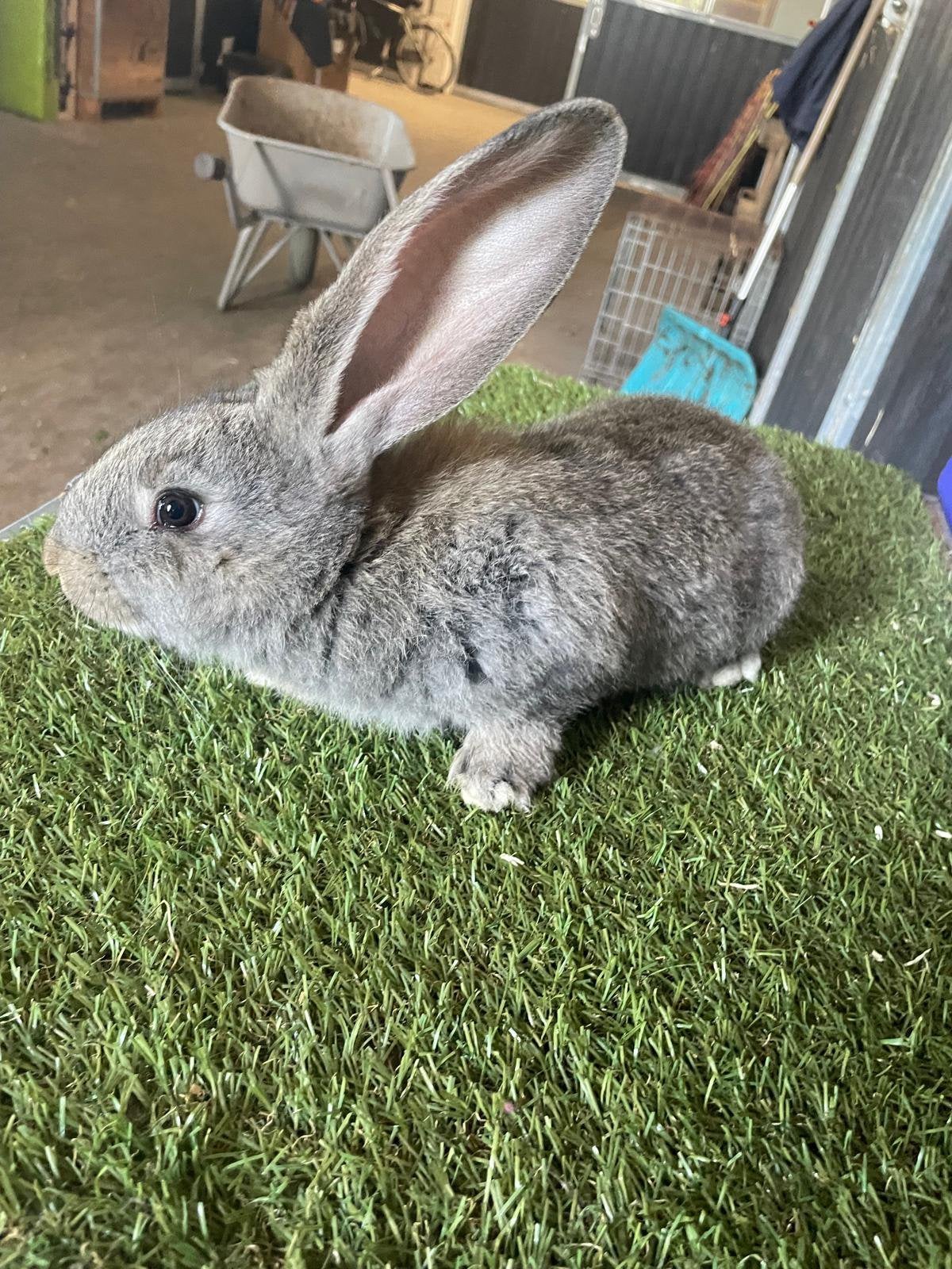 Vlaamse Reus jonge ram! Prachtig, Dieren en Toebehoren, Mannelijk, Groot