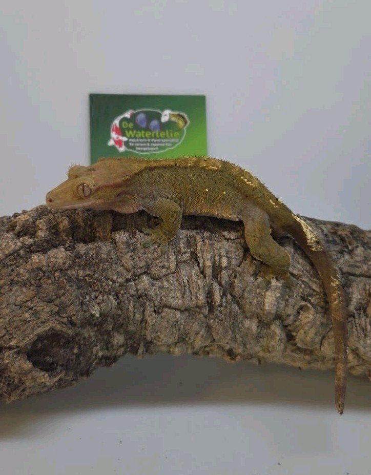 Wimpergekko man, Dieren en Toebehoren, Hagedis, 0 tot 2 jaar