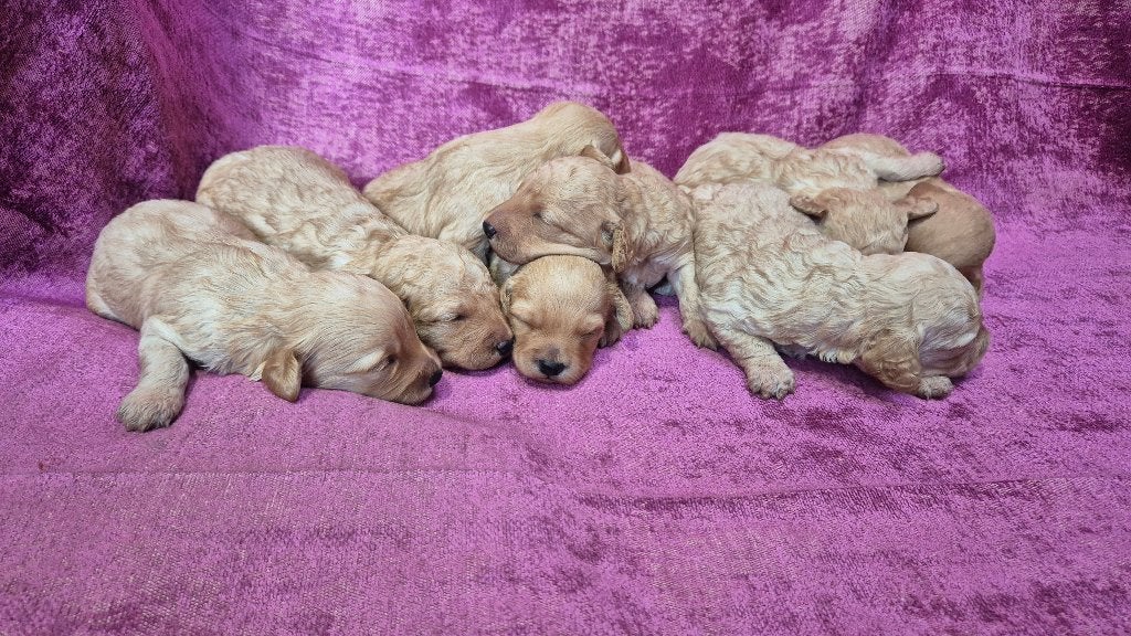 Kleine maat cockapoo's, Dieren en Toebehoren, Honden | Retrievers, Spaniëls en Waterhonden, Overige rassen, 8 tot 15 weken, Meerdere