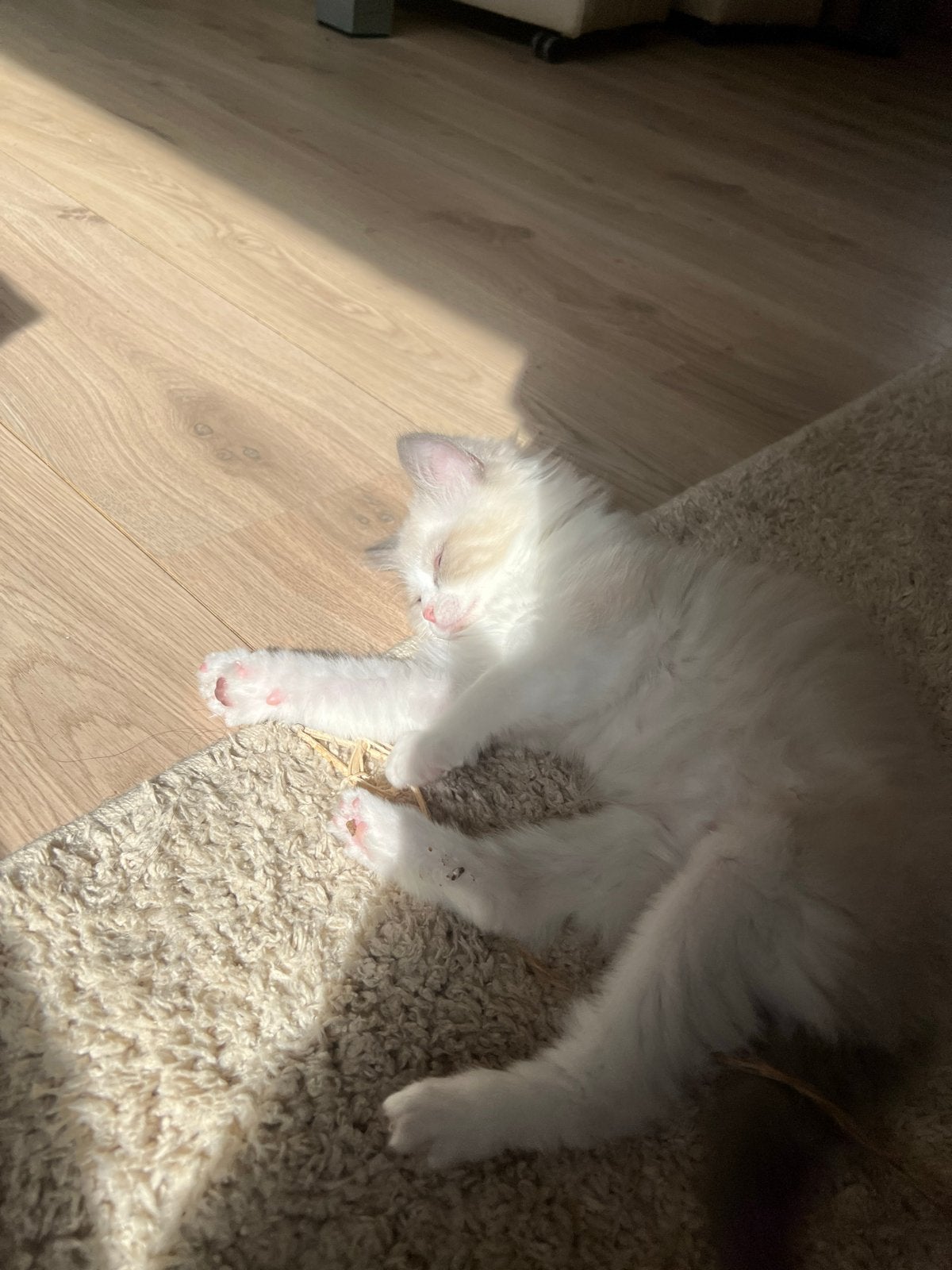 Ragdoll kittens, Dieren en Toebehoren, Meerdere dieren, 0 tot 2 jaar