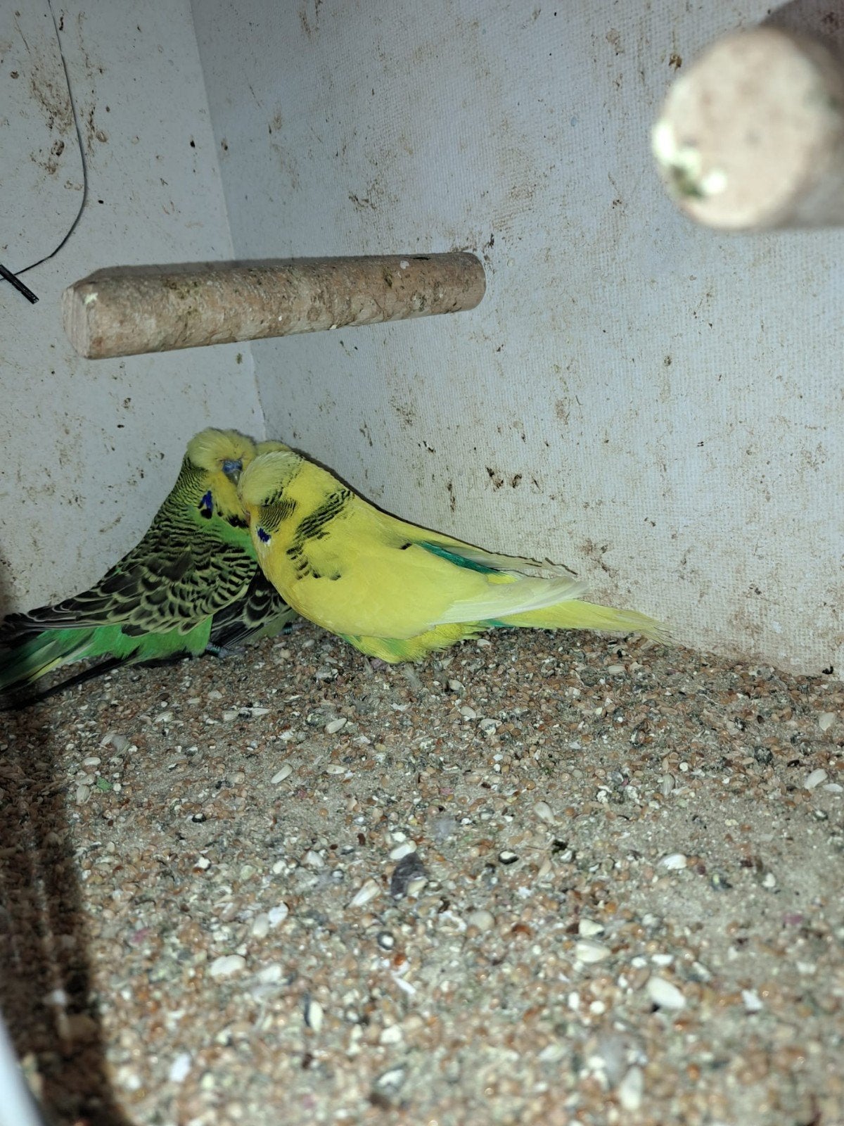 Mooie dikke engelse jonge vogels., Meerdere dieren, Parkiet, Geringd