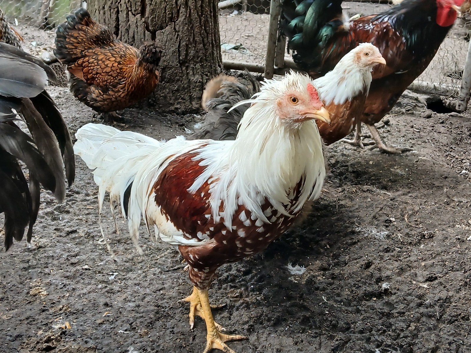 yokohama trio, Dieren en Toebehoren, Meerdere dieren, Kip