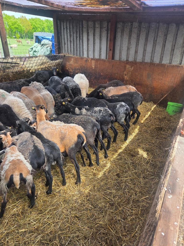 Te koop mooi koppel schapen voor natuurbegrazing, Dieren en Toebehoren, Meerdere dieren, Schaap