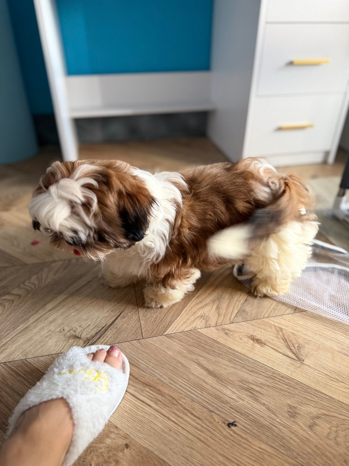 Shih tzu, 15 weken tot 1 jaar, Overige rassen, Meerdere, Meerdere dieren