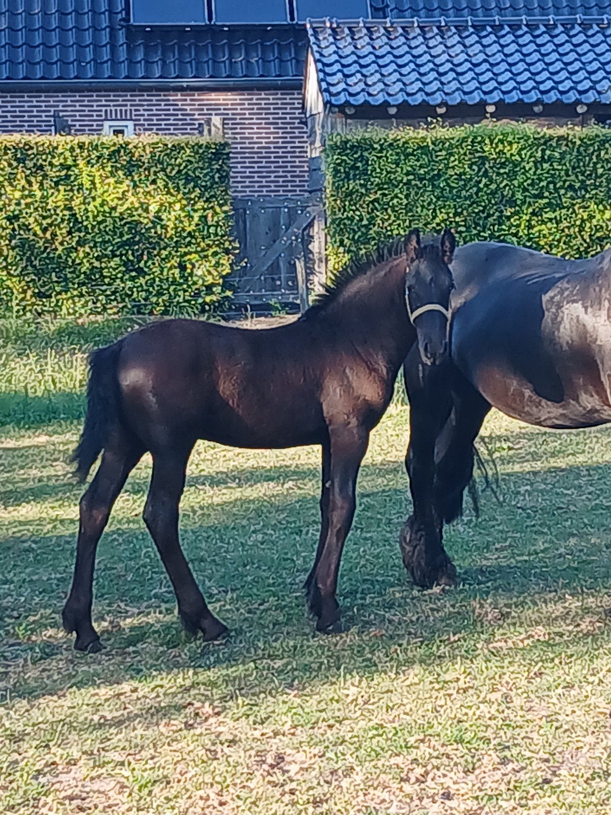 Fries Hengtveulen, Dieren en Toebehoren, Hengst