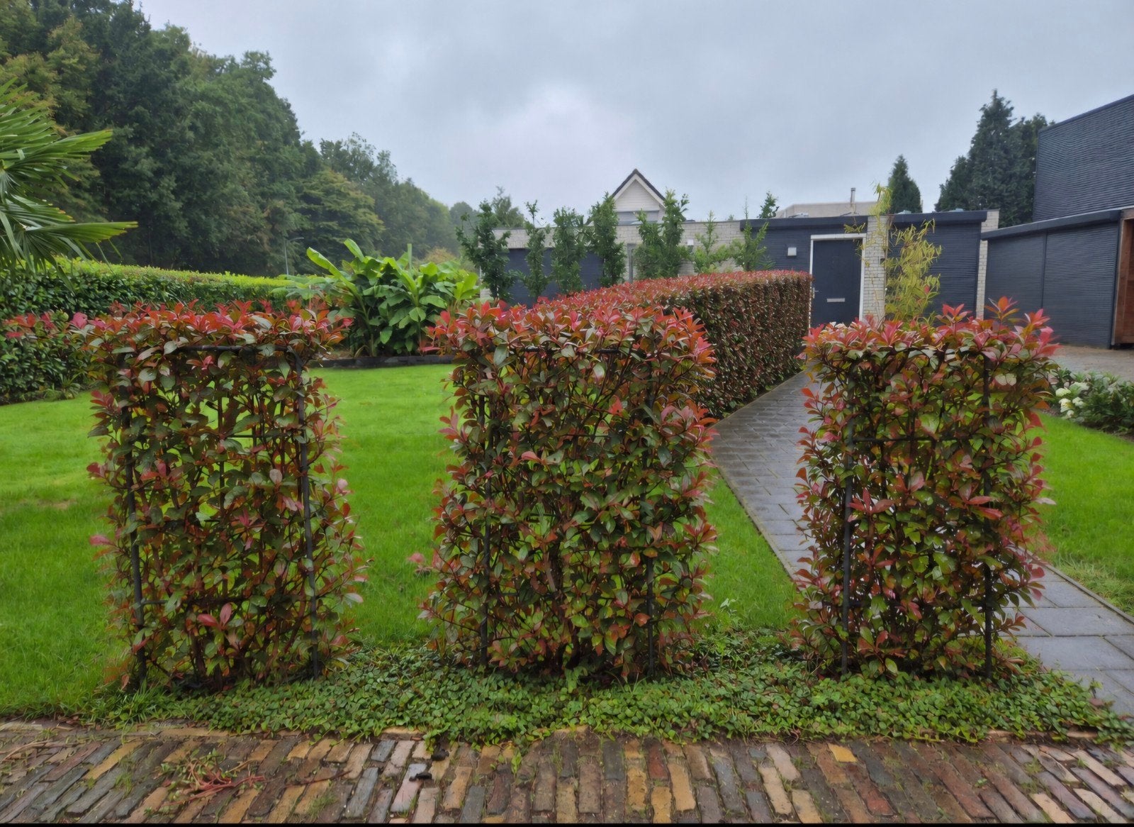 🌱3x Glansmispel Photinia x fraseri 'Red Robin' - Haagplant, Ophalen, Overige soorten, Haag, 100 tot 250 cm