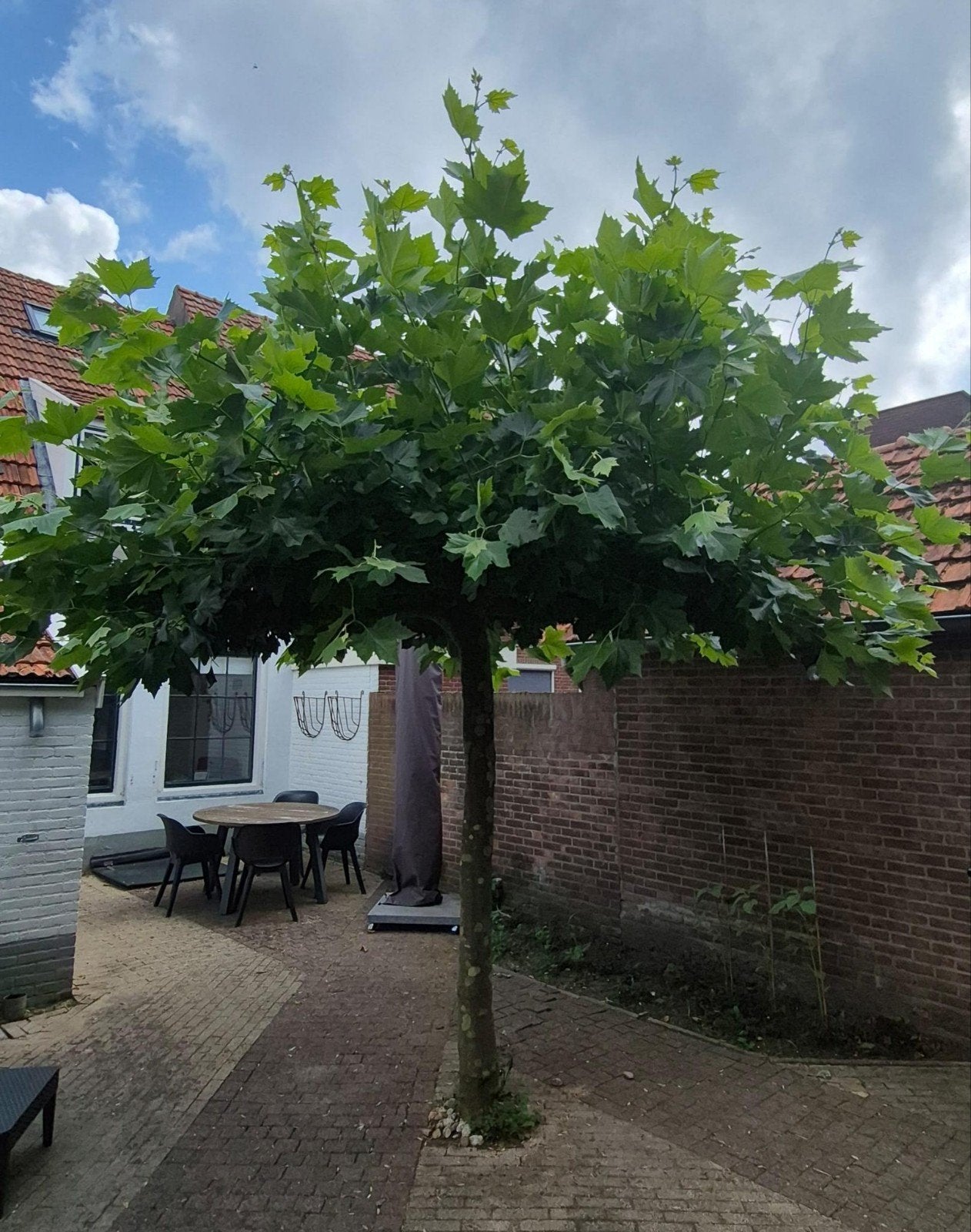 Mooie dakplataan - Stamhoogte 250 cm, Ø 18 cm, Tuin en Terras, Planten | Bomen, Ophalen, Volle zon, Dakboom, 250 tot 400 cm
