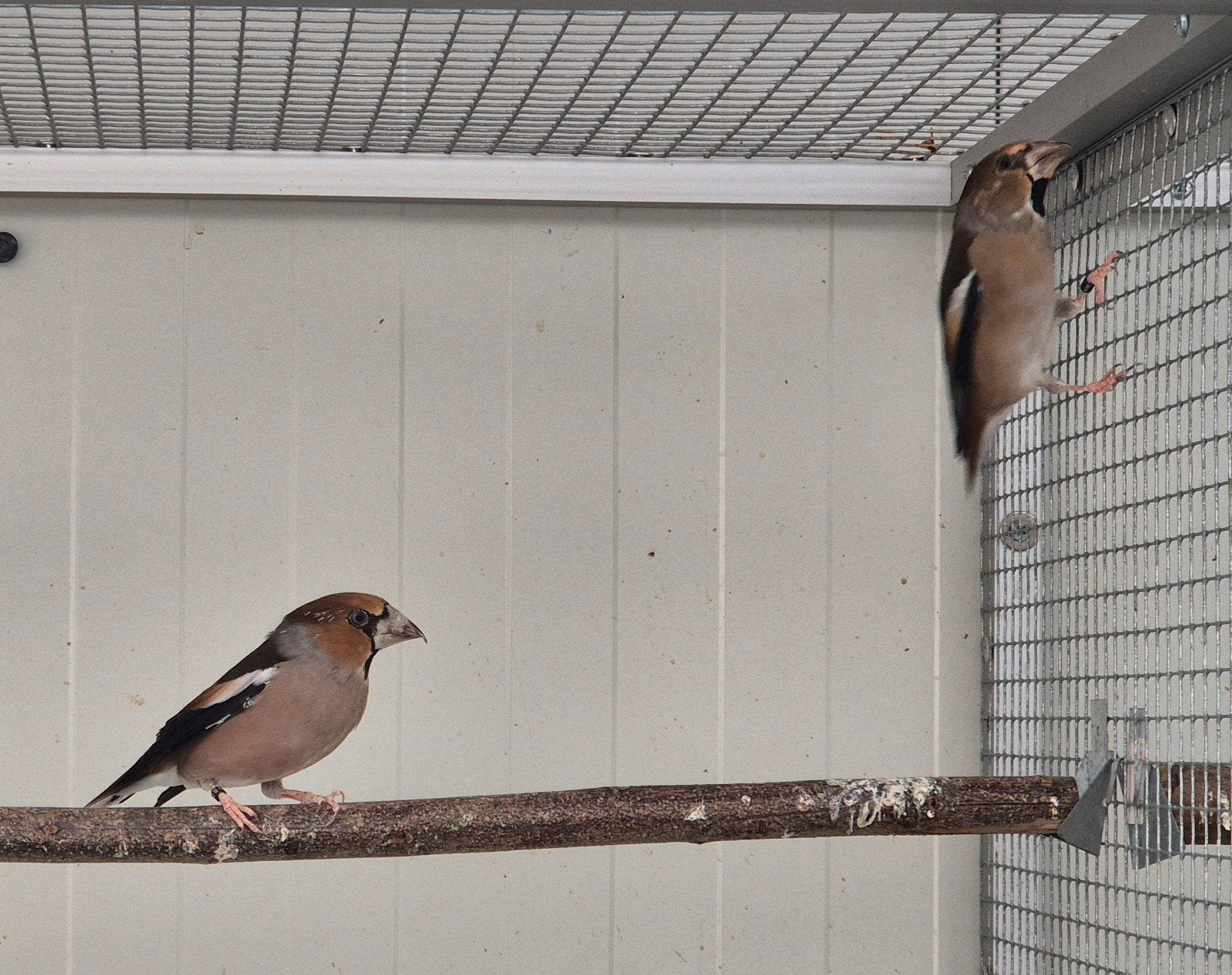 koppel Europese appelvinken van 2023, Meerdere dieren, Wildzangvogel