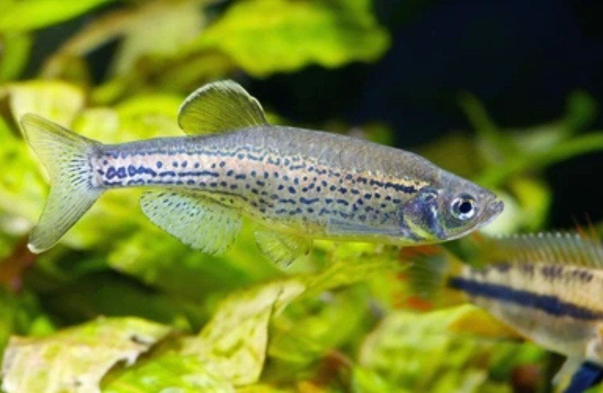 Brachydanio frankei Danio leopard, Vis, Zoetwatervis, Schoolvis