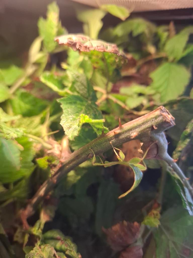 PSG 278 – Phyllium philippinicum
 Wandelende bladeren €1,-, Dieren en Toebehoren