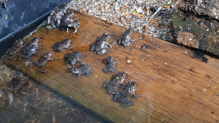 Chinese vuurbuikpadjes (Bombina oriëntalis), Dieren en Toebehoren, Ophalen, Nieuw