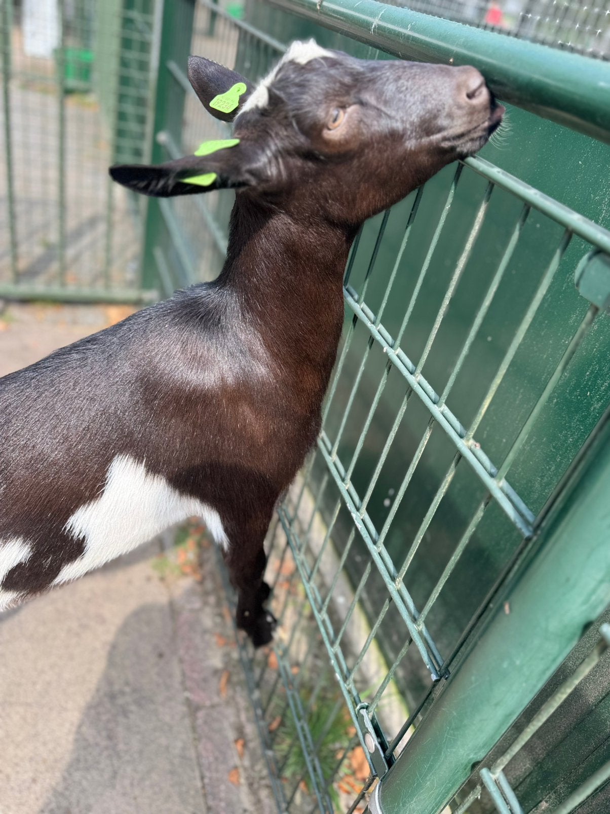 Bonte melkgeit, Dieren en Toebehoren, Vrouwelijk, Geit, 0 tot 2 jaar
