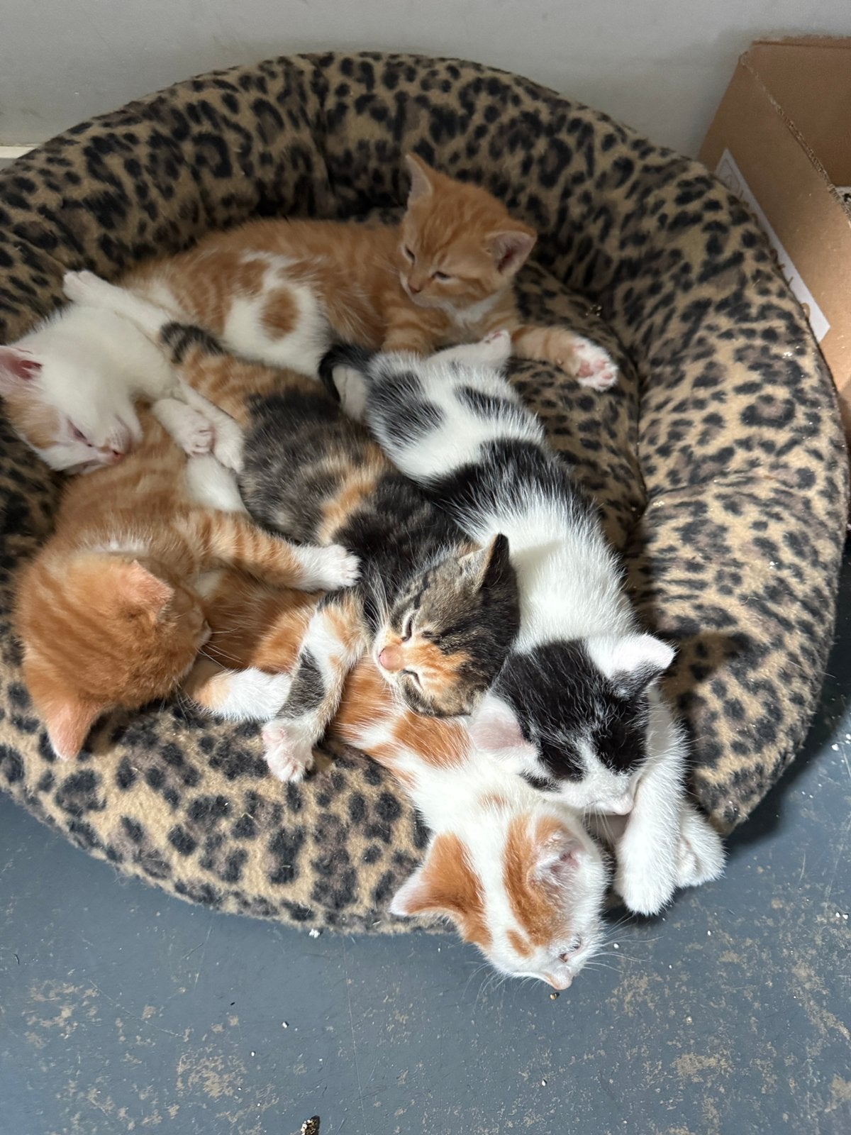 Jonge poesjes huiselijk opgevoed bij kinderen 5 weken, Meerdere dieren