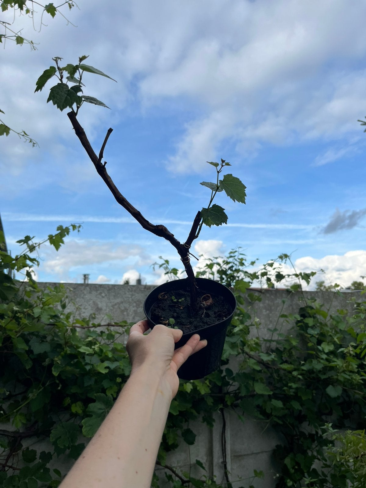 Hamburg Muscat Grape / Vitis vinifera — Bio — Winterhard, Tuin en Terras, Ophalen of Verzenden, Minder dan 100 cm, Lente