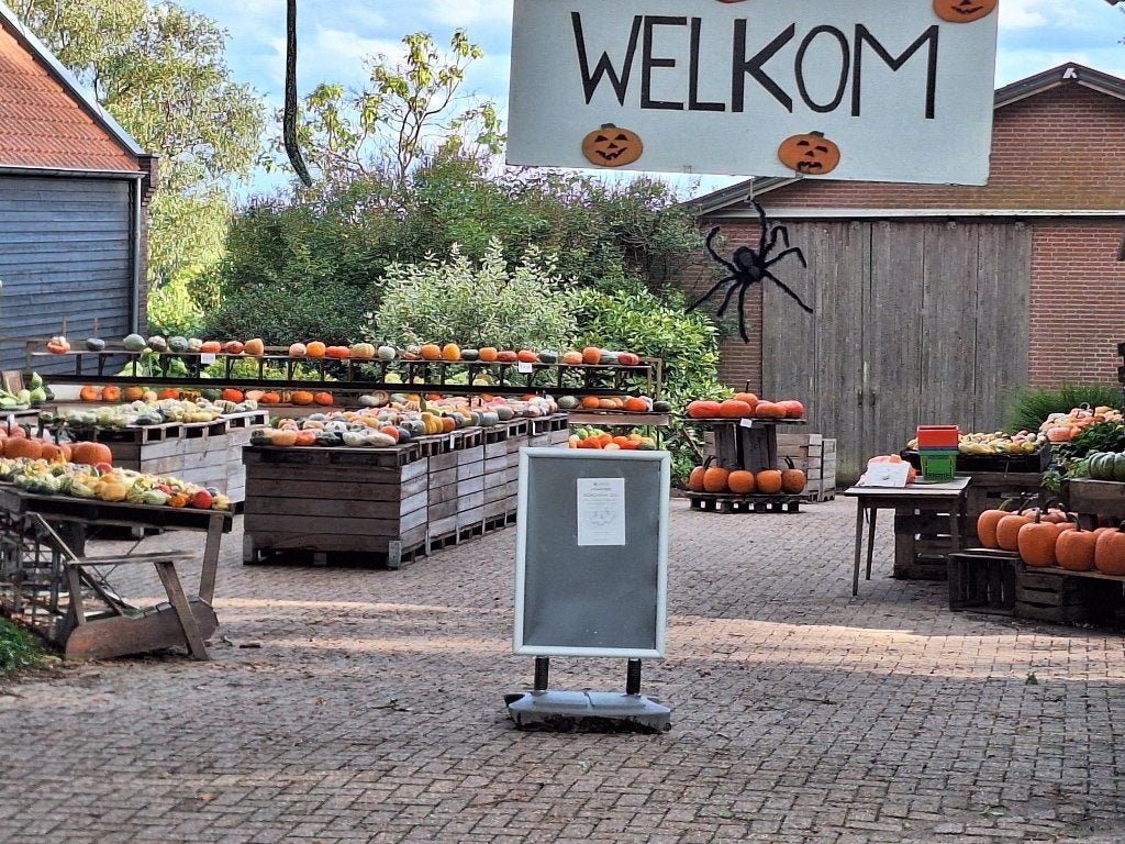 Pompoenen, eetbare pompoenen en kalebassen, Ophalen, Nieuw