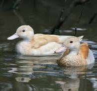 Blonde roodschoudertaling, Dieren en Toebehoren, Pluimvee, Meerdere dieren, Eend