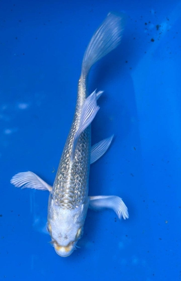 Japanse butterfly kois volledig ginrin!!, Dieren en Toebehoren, Karper of Koi