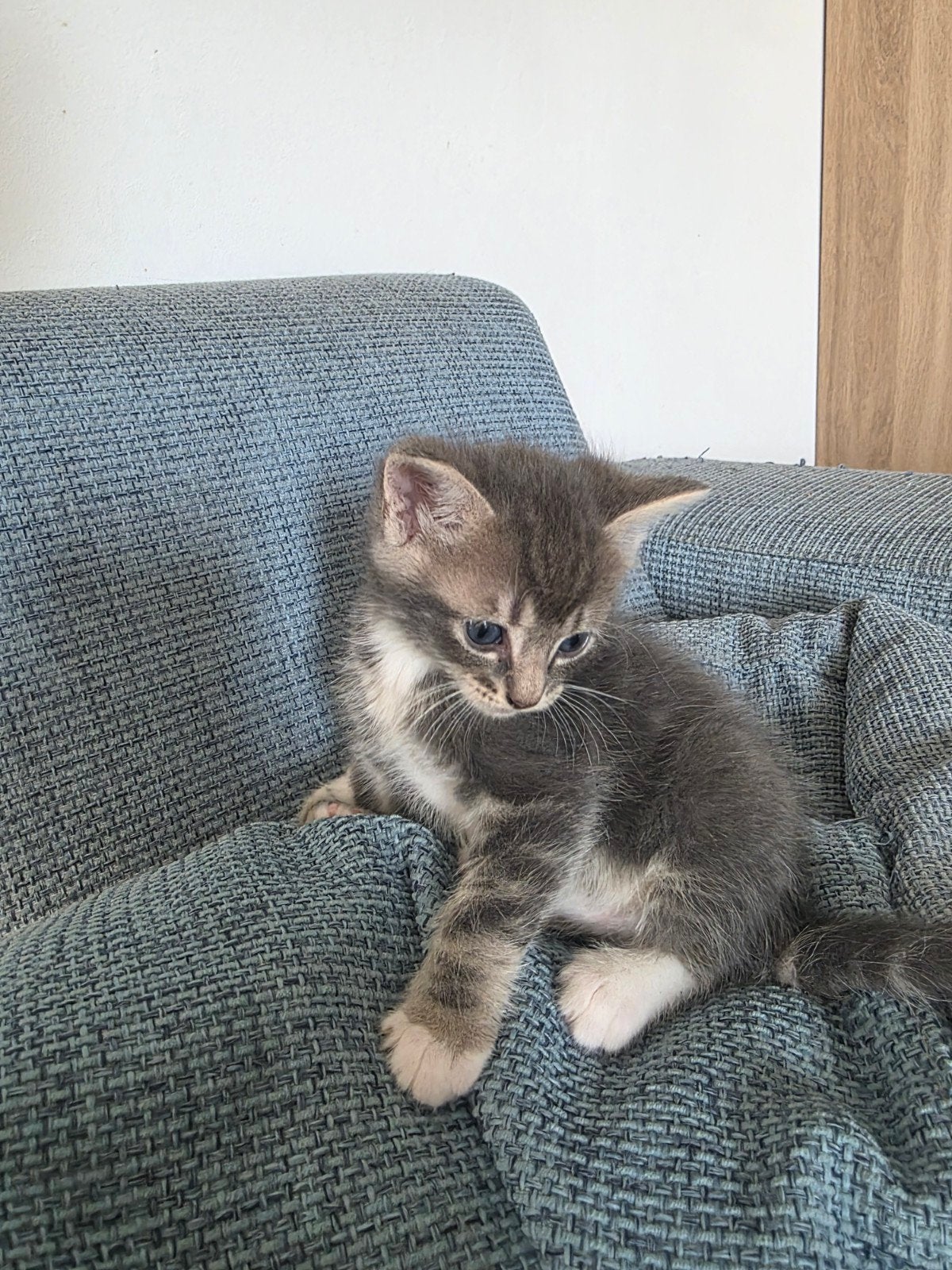 2 kittens half Ragdoll half europees korthaar., Meerdere dieren, Ontwormd, 0 tot 2 jaar