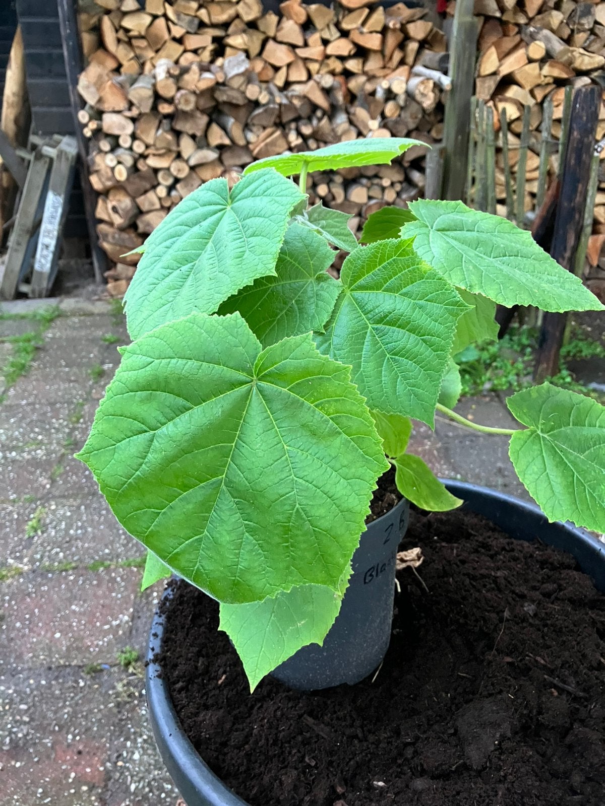 Pauwlonia Shan tong (niet invasief!!), Volle zon, Vaste plant, Zomer, Ophalen