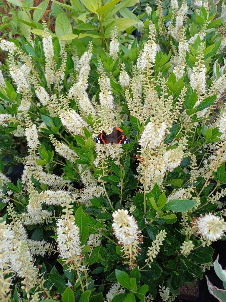 Mooie planten selectie deel 2, Ophalen, Vaste plant, Overige soorten, Volle zon