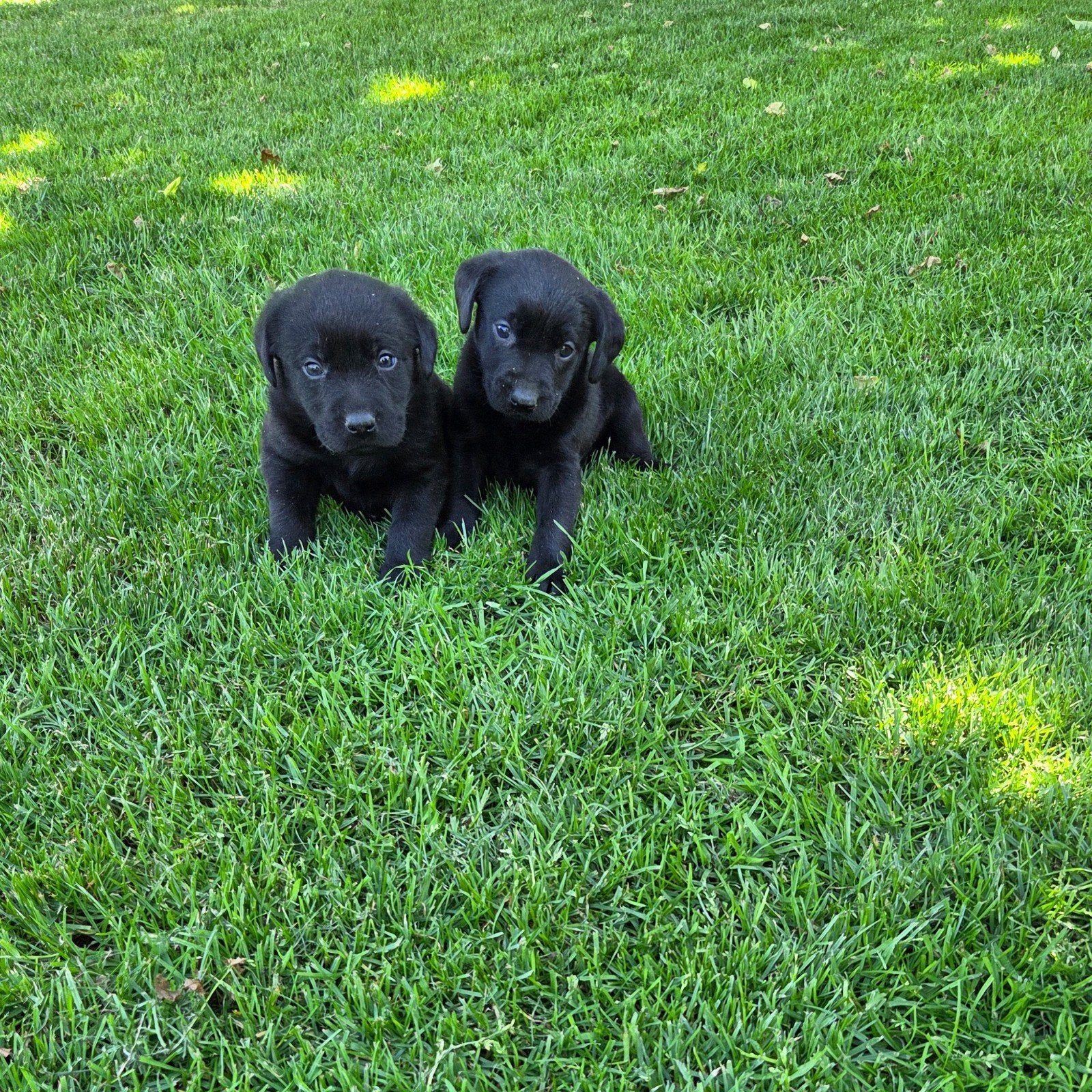 Labrador pups zwart raszuiver, Dieren en Toebehoren, Honden | Retrievers, Spaniëls en Waterhonden, Parvo, 8 tot 15 weken, Labrador retriever