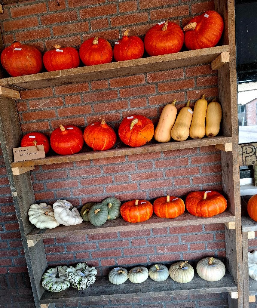 Pompoenen - Halloween - Eetbaar - Sier, Ophalen