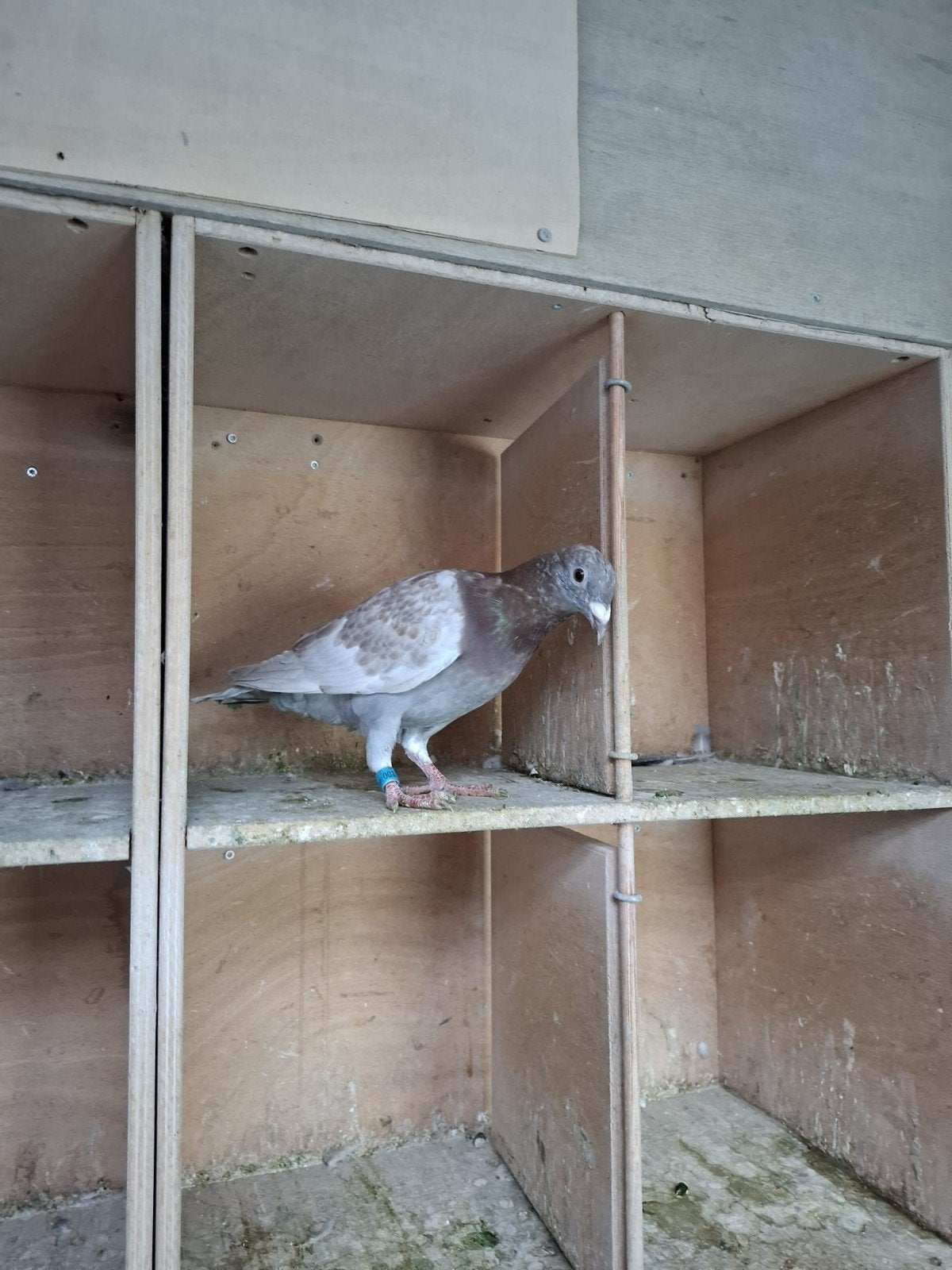 mooie jong, Dieren en Toebehoren, Mannelijk, Postduif