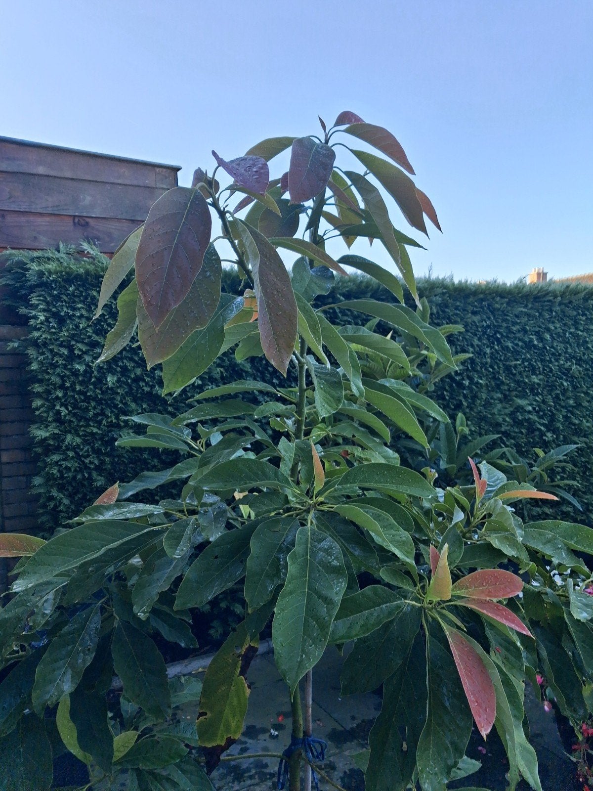 Heel grote avocadoboom., Ophalen, Halfschaduw, In pot, 150 tot 200 cm