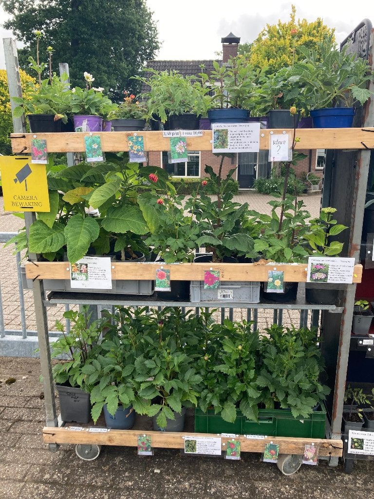 dahlia's te koop, Tuin en Terras, Volle zon, Vaste plant, Zomer, Ophalen