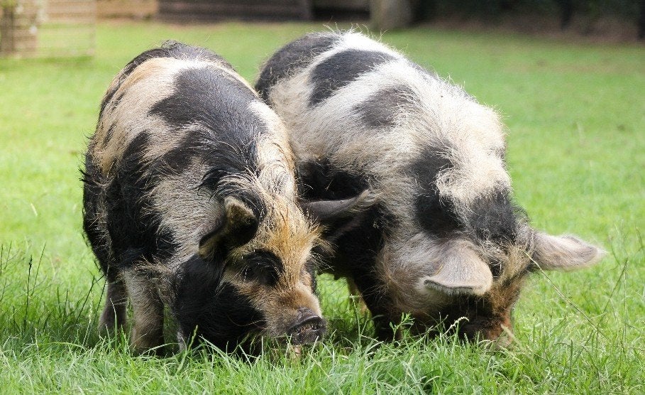 Gezocht: 2 volwassen kune kune varkens, Dieren en Toebehoren, Meerdere dieren, Varken