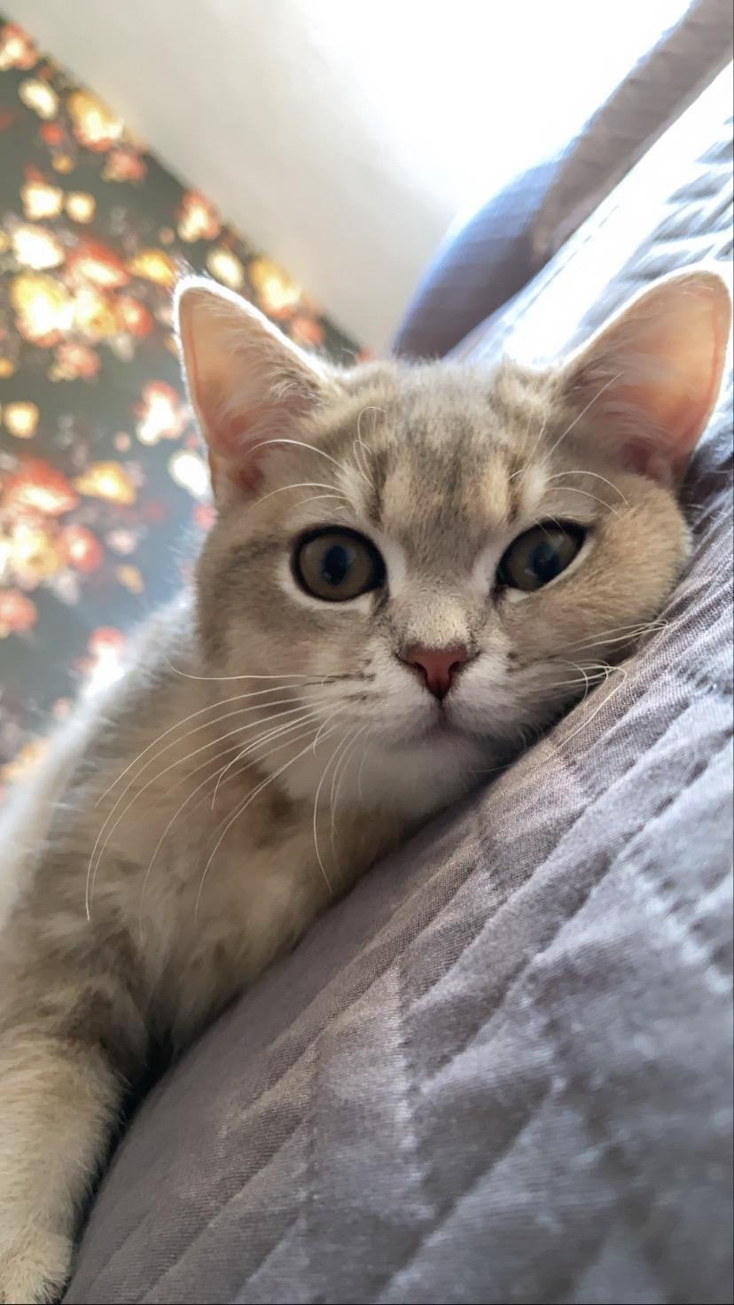 Mooie kitten kruising van Britse korthaar en Britse langhaar, Dieren en Toebehoren, Kater