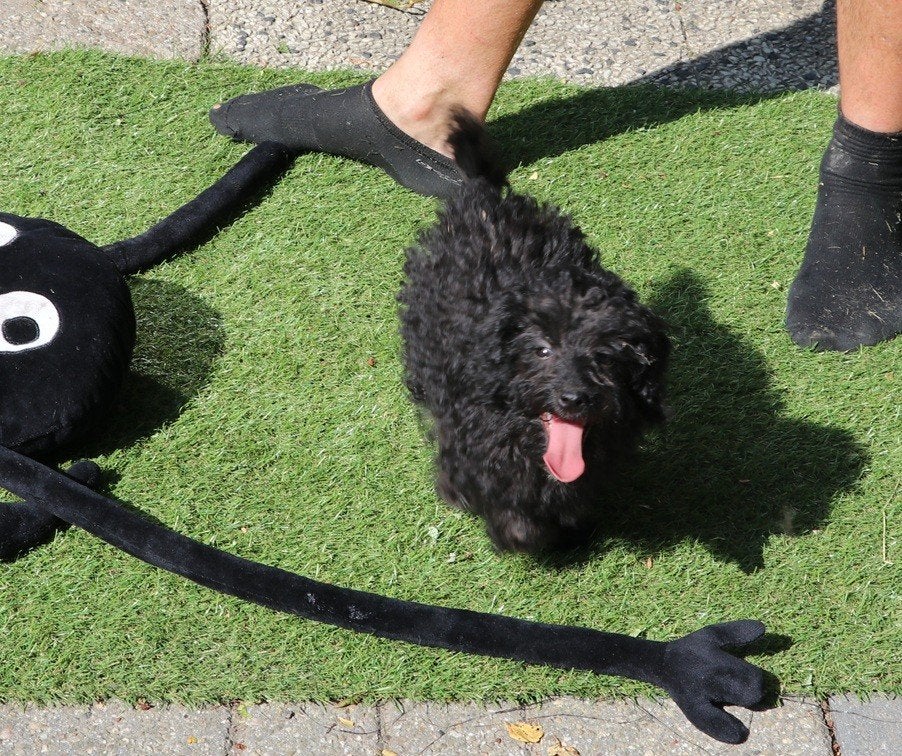 maltipoo -doodle pups, Parvo, 8 tot 15 weken, Meerdere, Meerdere dieren