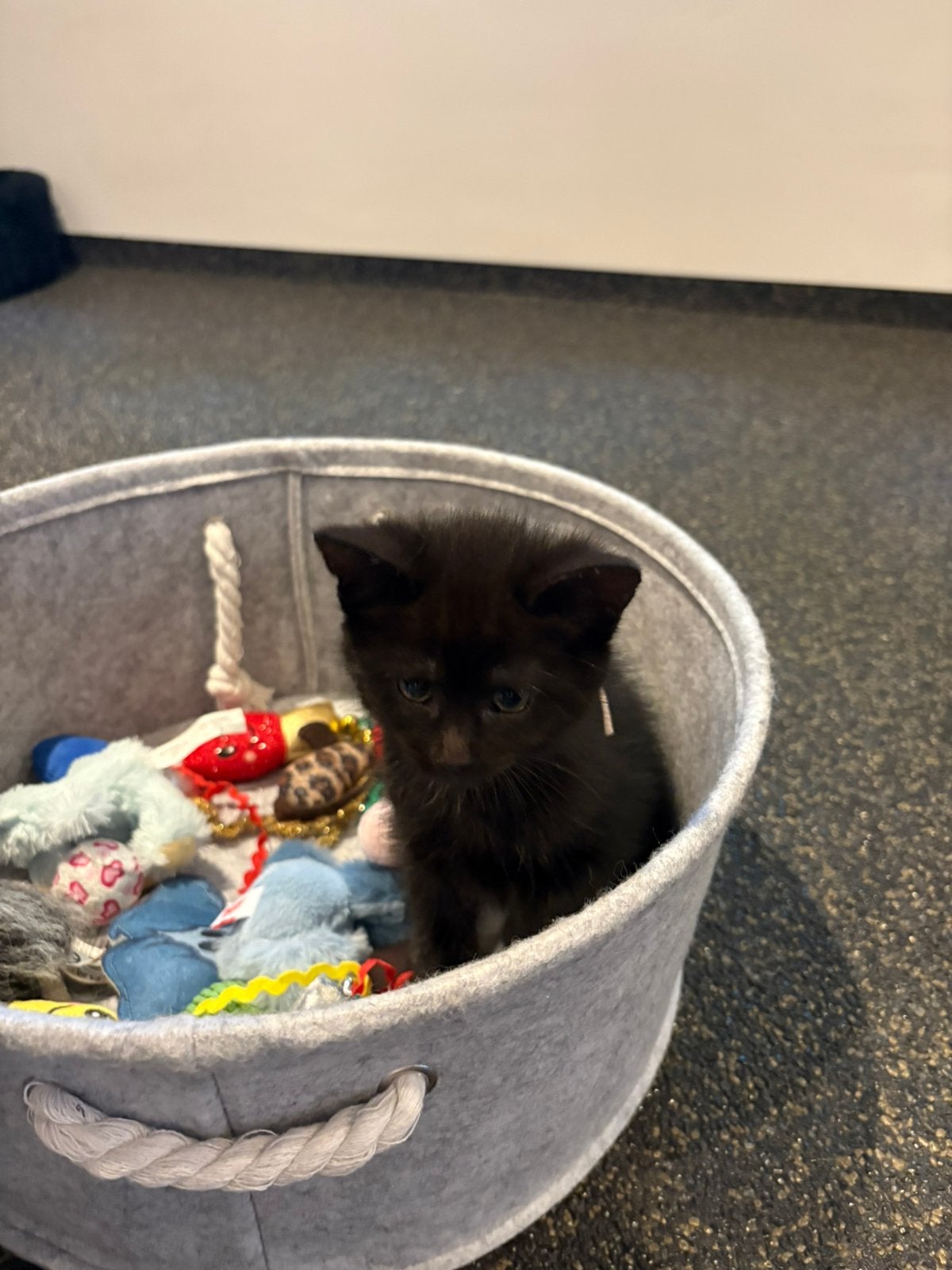3 schattige kittens, Meerdere dieren