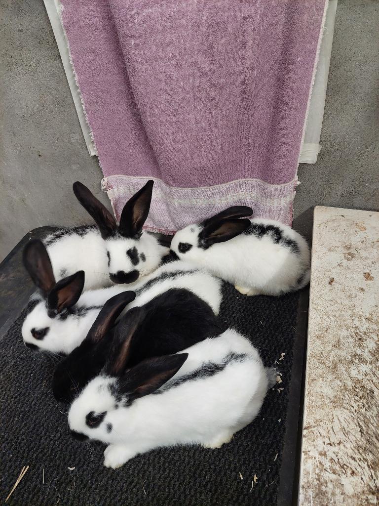 jonge lotharing konijnen groot soort, Dieren en Toebehoren, Konijnen, Meerdere dieren, Groot, 0 tot 2 jaar