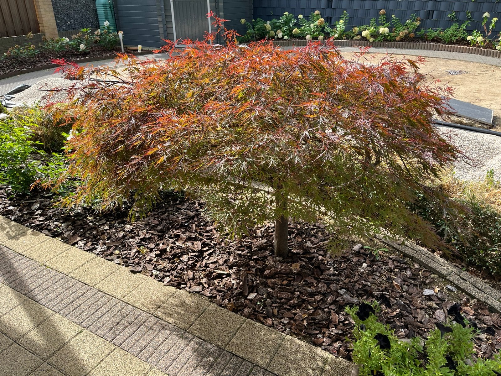 Japanse esdoorn, prachtige rode kleur, Vaste plant, Halfschaduw, Winter, Ophalen