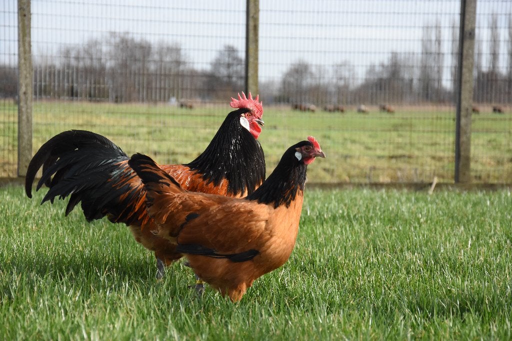 Vorwerk groot | Sierlijke kippen | Jonge kippen, Dieren en Toebehoren, Meerdere dieren, Kip